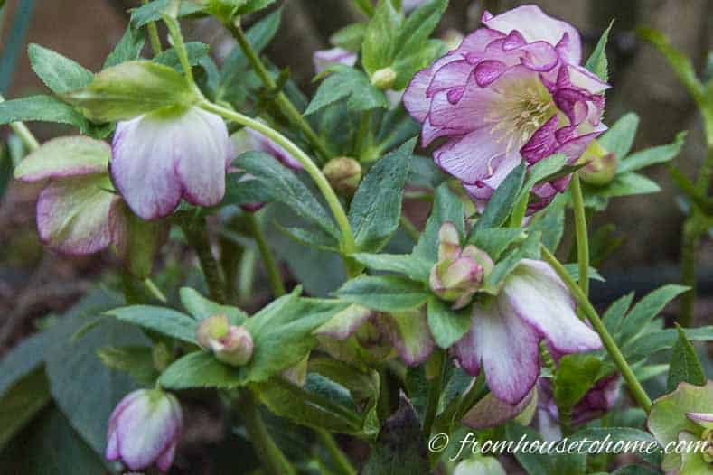 white and purple Lenten Rose flowers