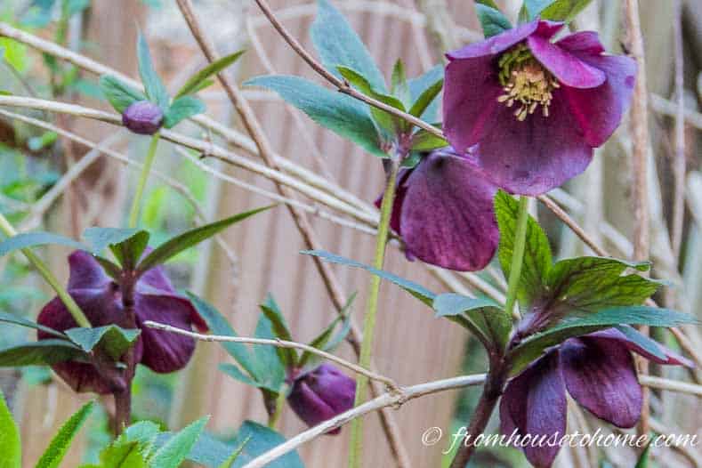 Dark purple lenten rose flowers