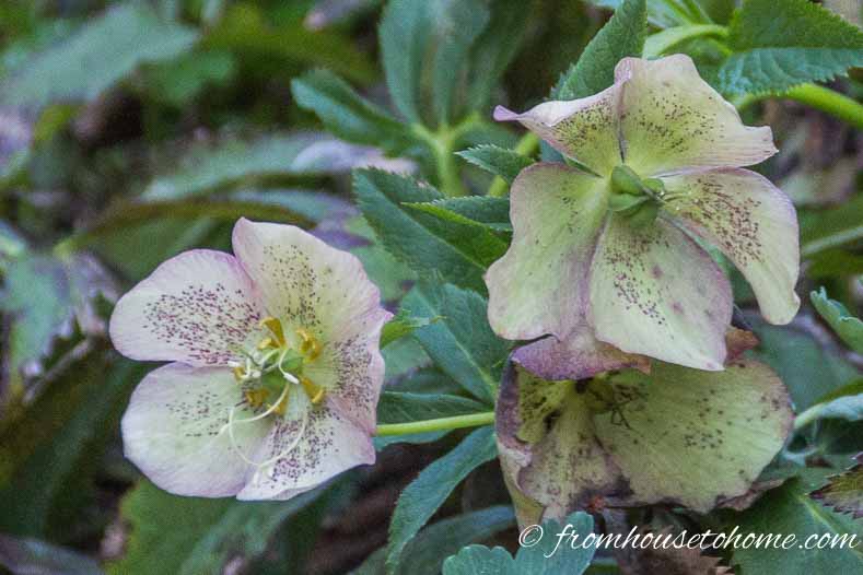 Single bloom, white hellebore flowers