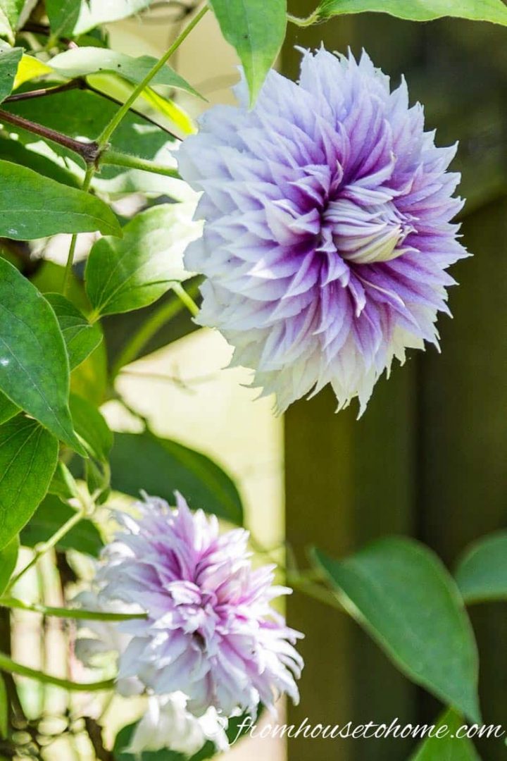 Clematis 'Josephine' - mature blooms