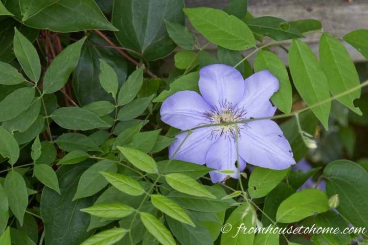 Clematis growing through a Wisteria vine