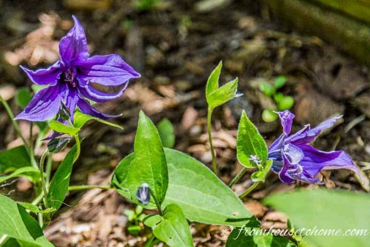Clematis "Indigo Saphire"