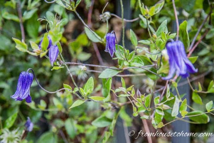 Clematis integrifolia ‘Rooguchi’