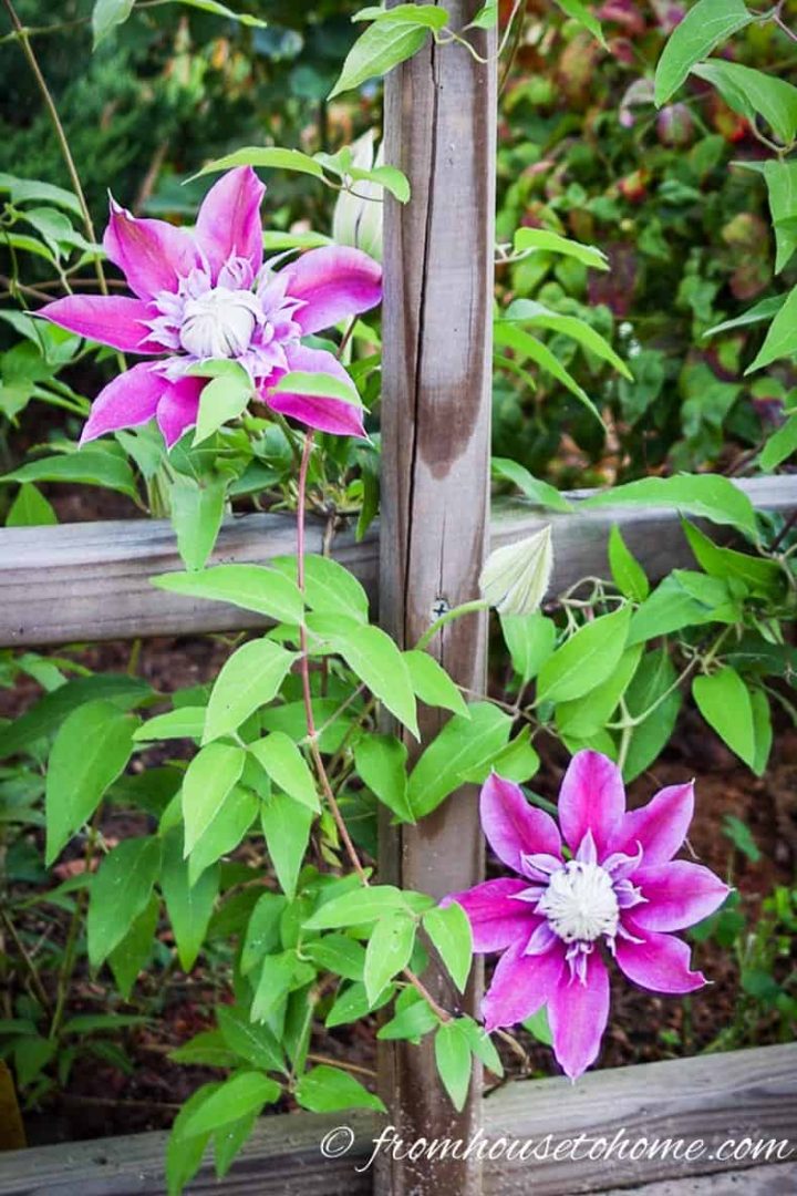 Clematis 'Josephine' - early blooms