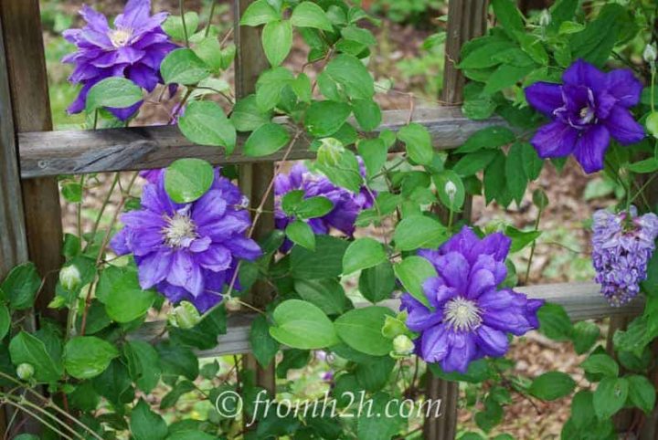 Pruning Group 2 - Clematis 'Franziska Marie'