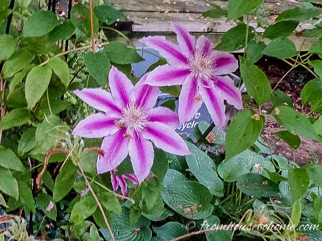 Clematis 'Nelly Moser'