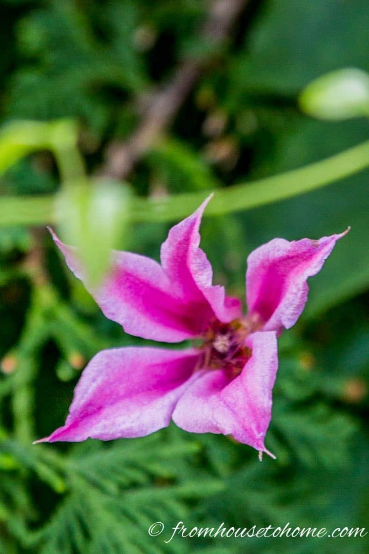 Pruning Group 3 - Clematis texensis 'Duchess of Albany'