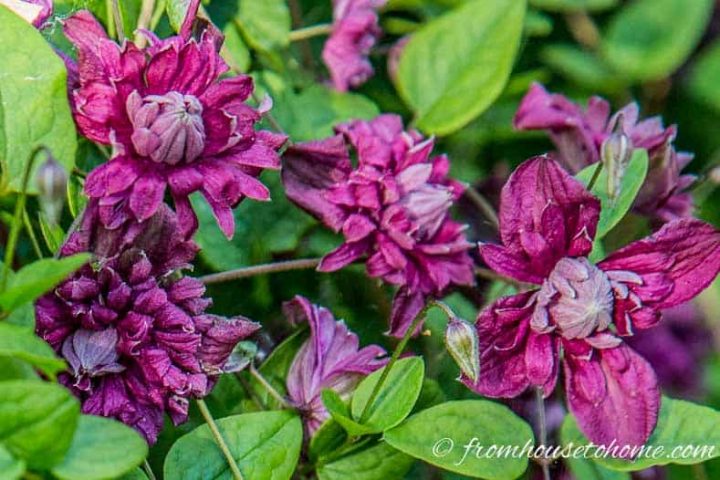 Clematis Purpurea Plena Elegans