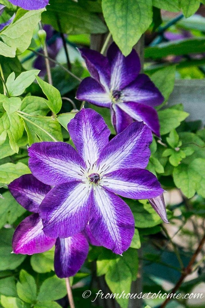 Pruning Group 3 - Clematis viticella 'Venosa Violacea'