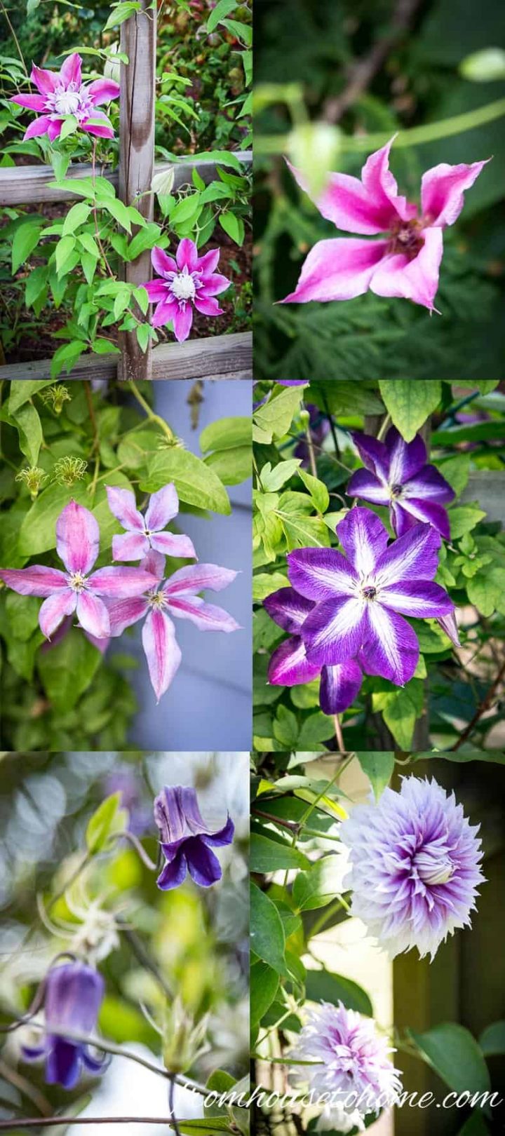 A collage of Clematis flowers