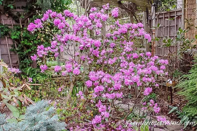 Rhododendron 'PJM' 