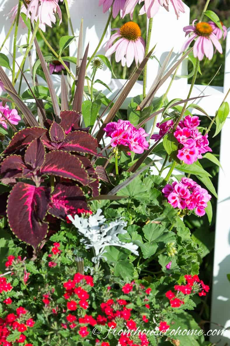 Deadhead plants to encourage more blooms that continue to provide nectar for hummingbirds