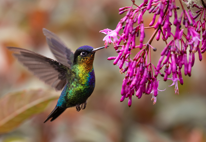Hummingbird with tubular flowers ©Harry Collins - stock.adobe.com