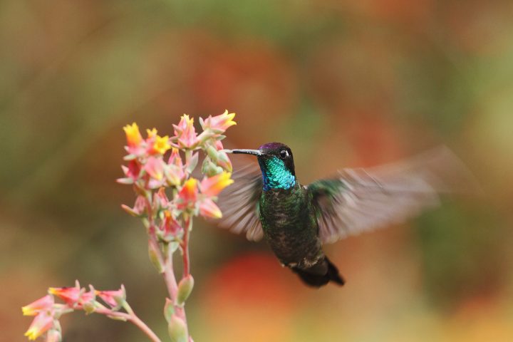 Hummingbird beside an orange and red flower