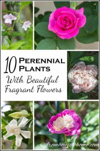 10 Perennial Plants With Beautiful Fragrant Flowers