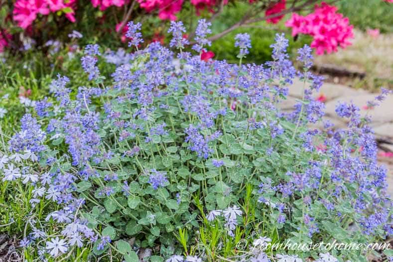 Catmint with purple blue flowers