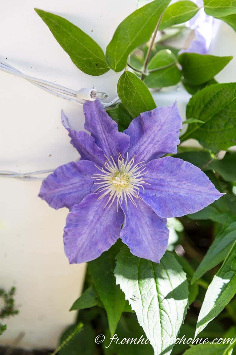 Clematis Ice Blue