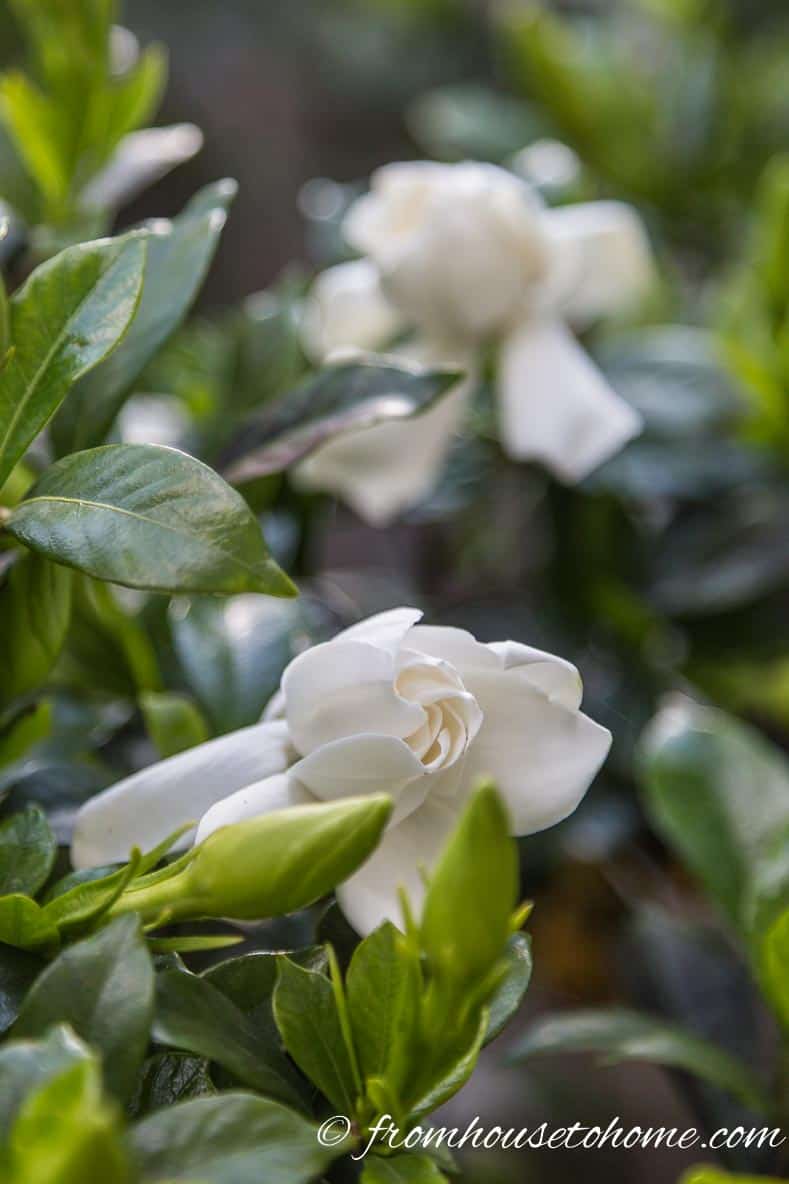 Gardenia "Chuck Hayes" with white fragrant flowers