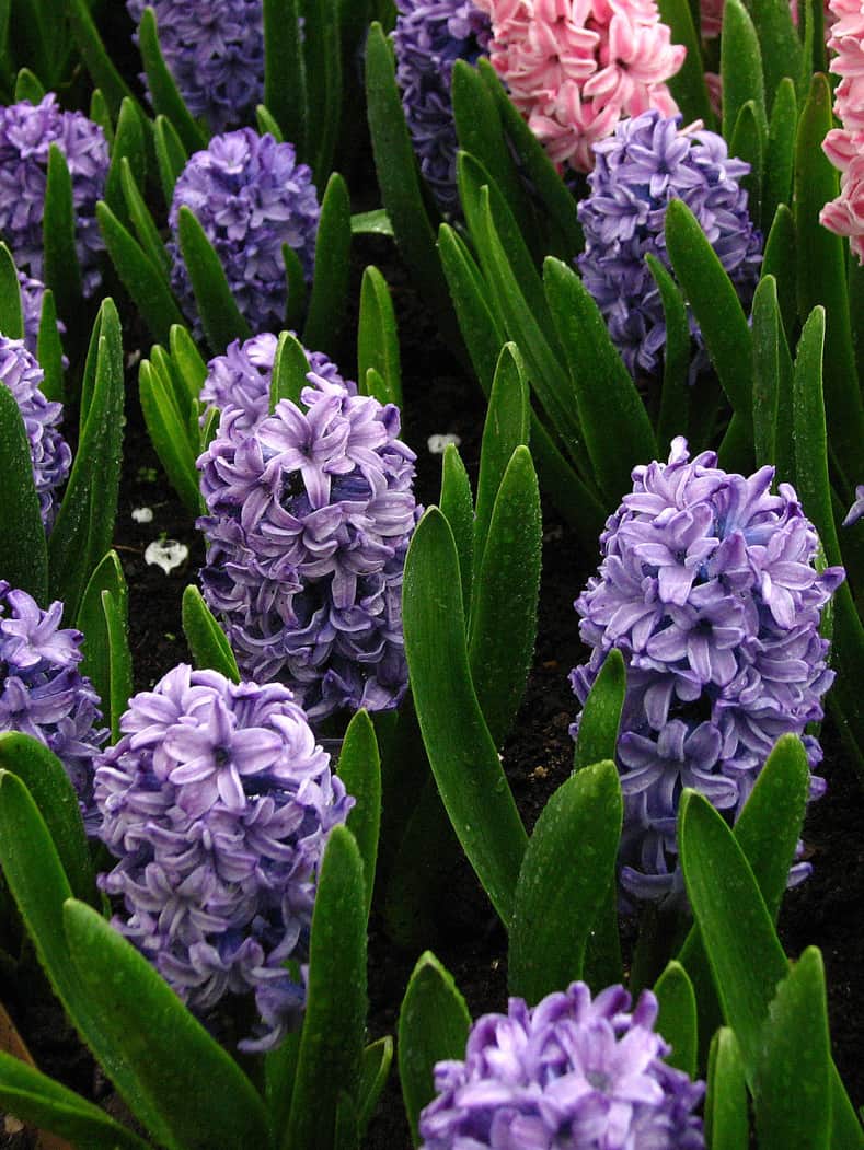 Hyacinth "Delft Blue" By KorAn (Own work) [GFDL (http://www.gnu.org/copyleft/fdl.html) or CC BY-SA 3.0 (http://creativecommons.org/licenses/by-sa/3.0)], via Wikimedia Commons