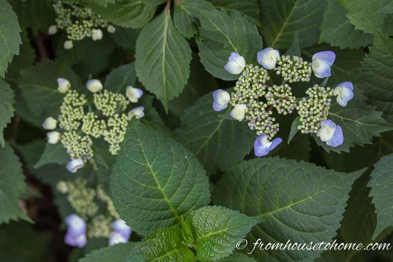 Lace cap hydrangea