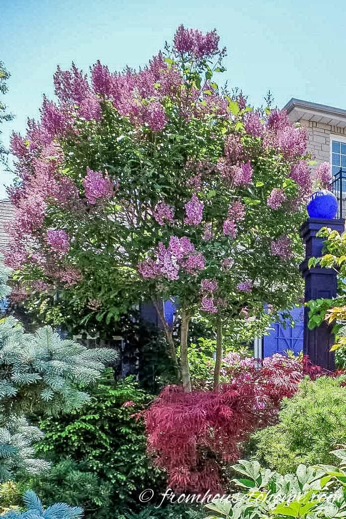Lilac