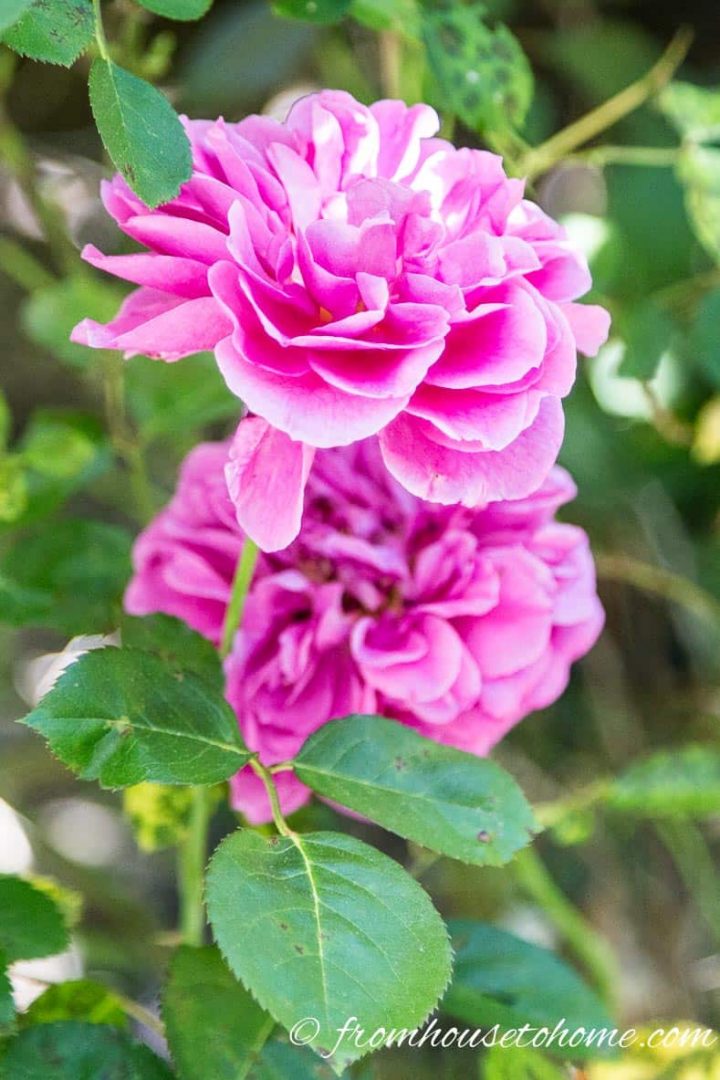 David Austin roses
