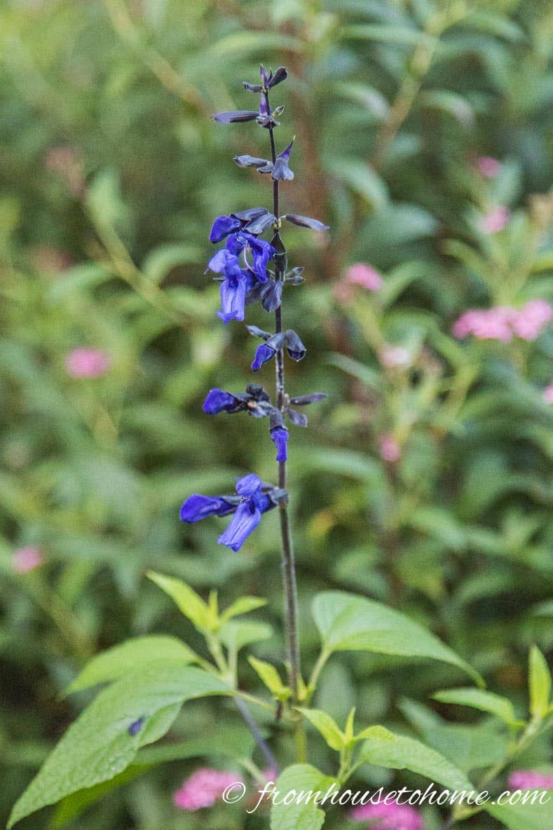 Salvia guaranitica "Black and Blue"