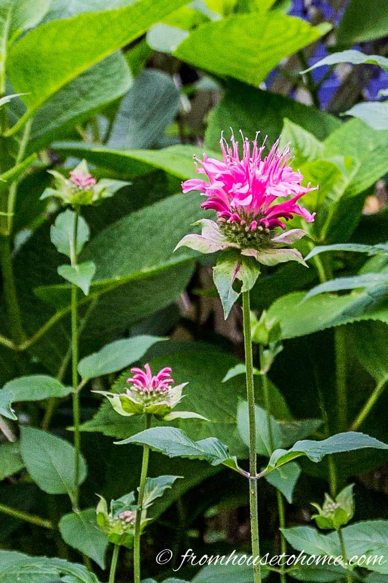 Drought-tolerant Bee Balm (Monarda)