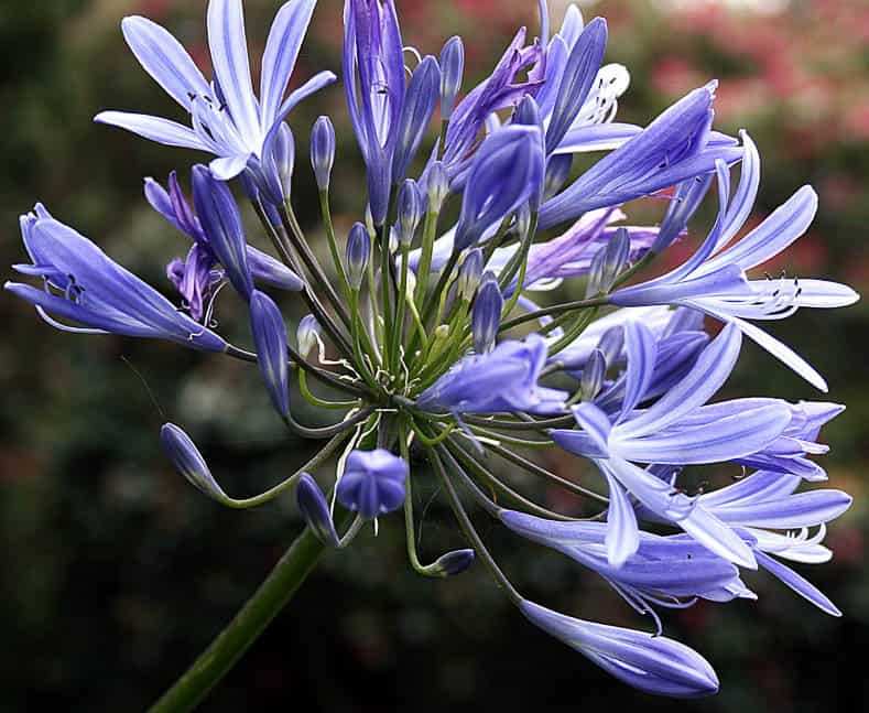 Agapanthus By Hedwig Storch, via Wikimedia Commons