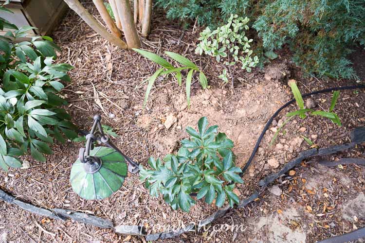 Flower garden with soaker hose