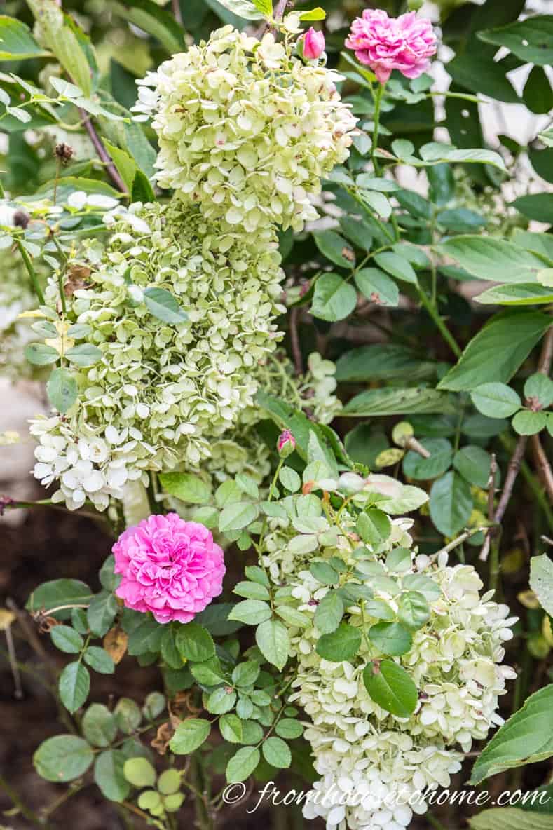 Hydrangeas and roses growing together