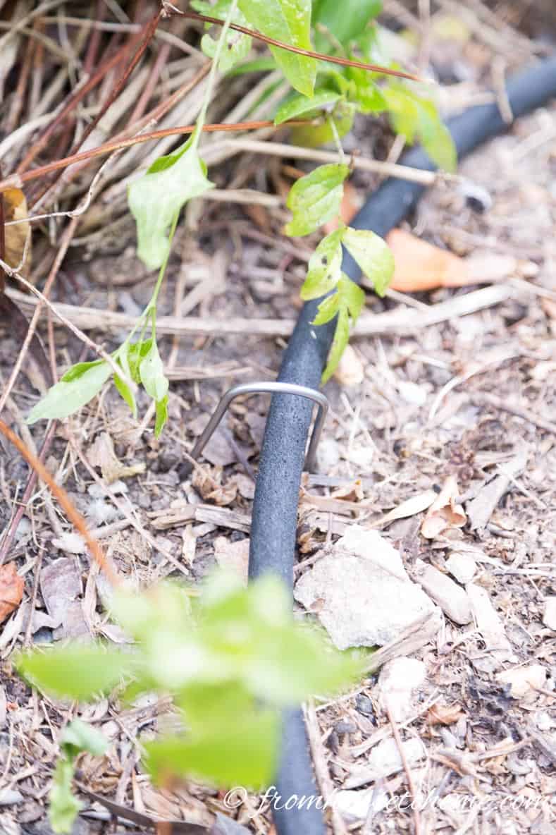 Landscape staples used to hold down a soaker hose