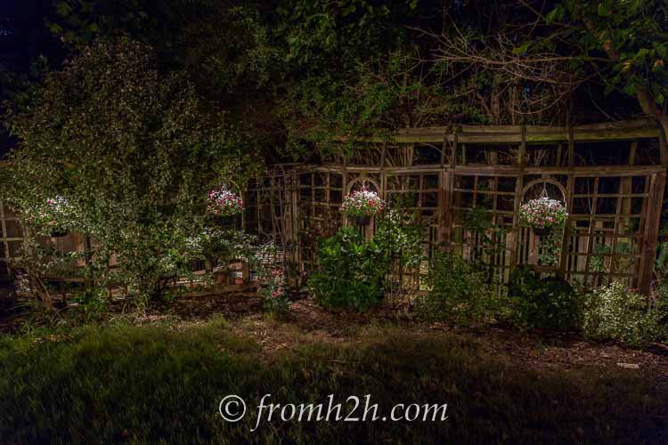 Hanging basket hung from a fence and lit from above