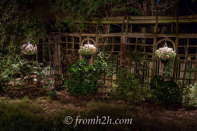 Hanging baskets lit from above