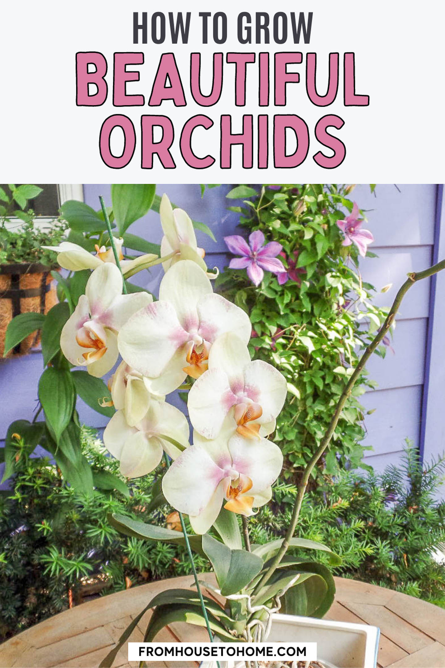 7 surprising things you didn't know about caring for orchids