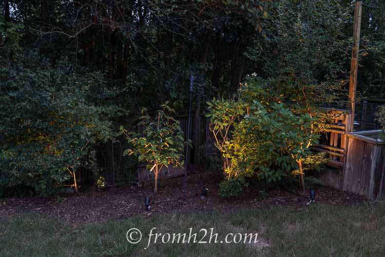 Uplights on bushes and trees in the garden