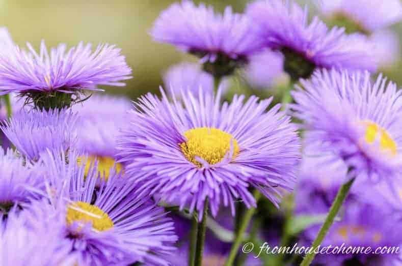 Dense shrub aster with thin violet petals