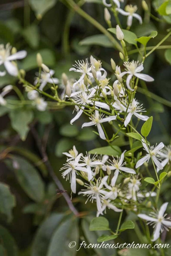 Most invasive Clematis - Autumn Clematis