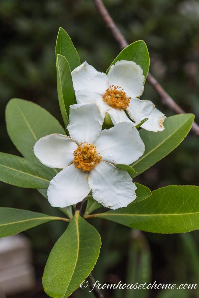Native plant - Benjamin Franklin Tree (Franklinia alatamaha)