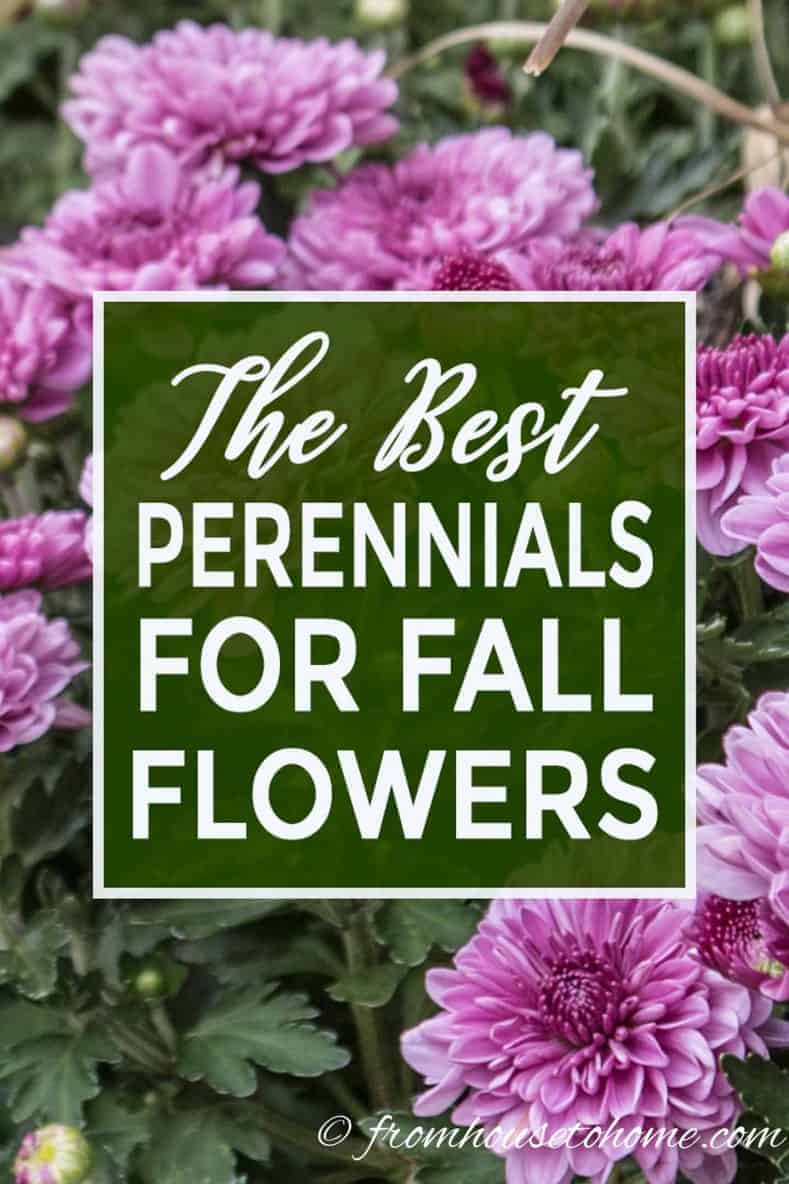 Best Perennials For Fall Flowers