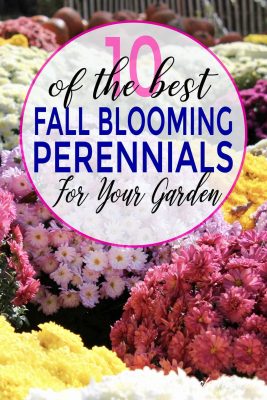 Perennials That bloom in fall