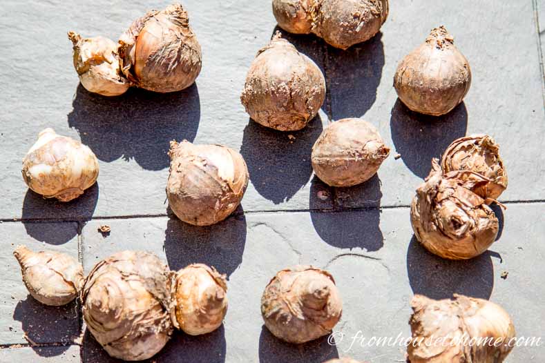 daffodil bulbs on a table