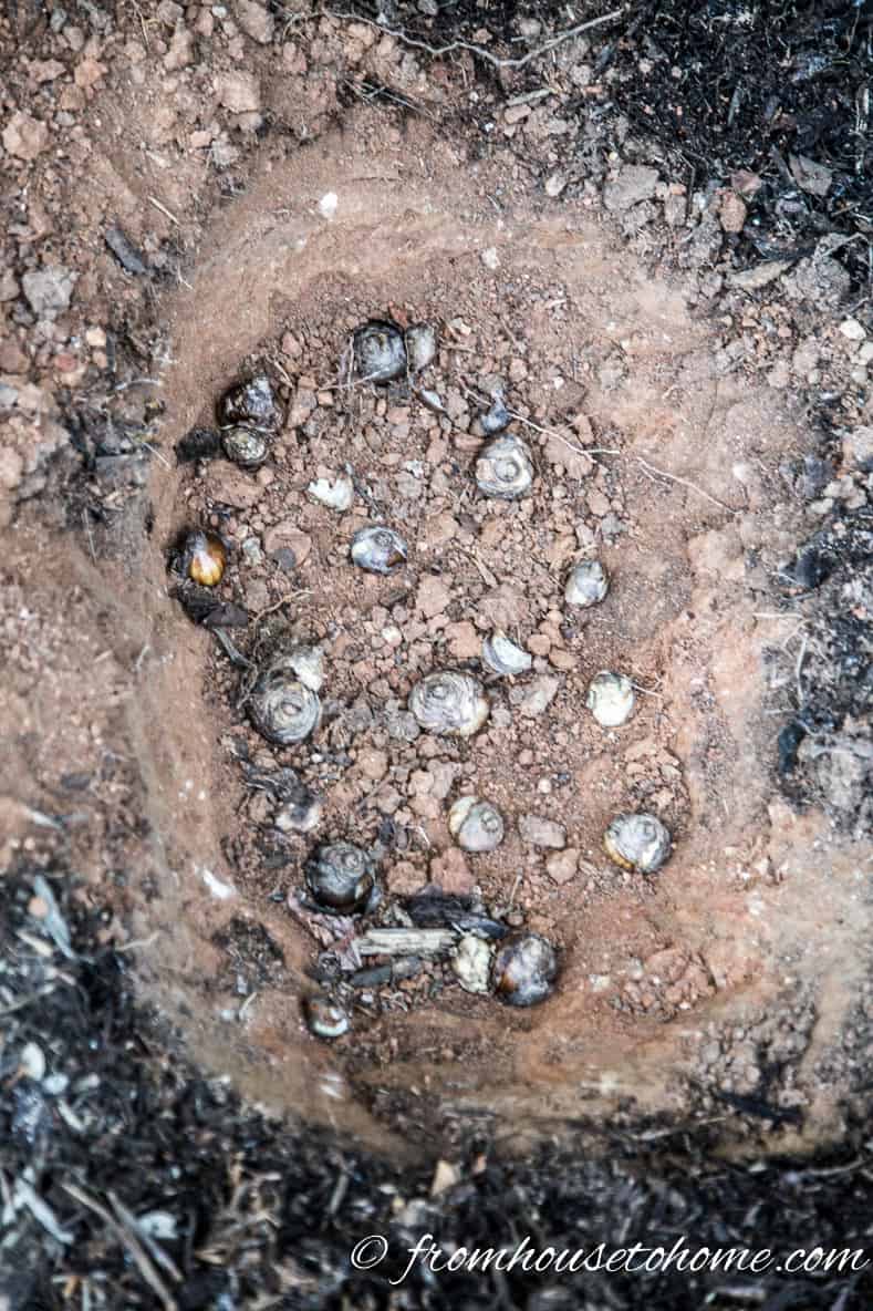 A large hole in the garden with multiple bulbs at the bottom of it