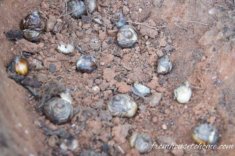 A close up of bulbs with the points up in a hole in the garden