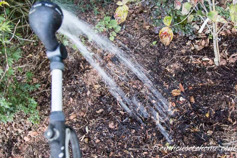 Bulbs being watered after planting
