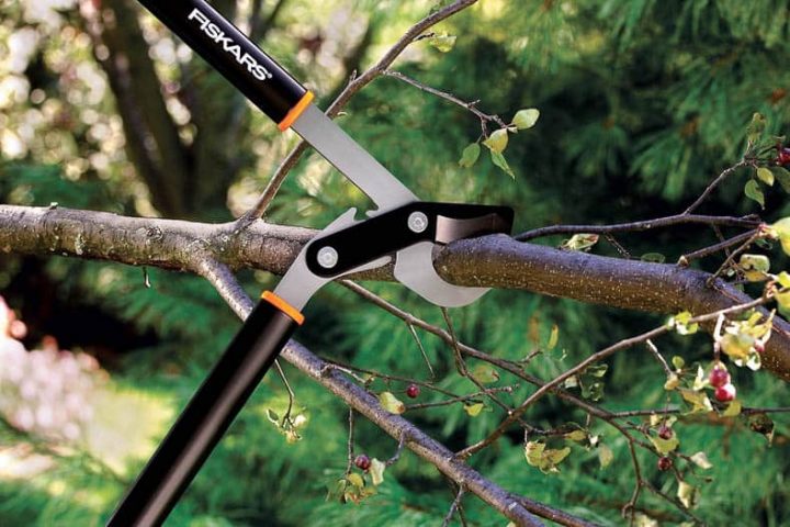 bypass loppers cutting off a branch