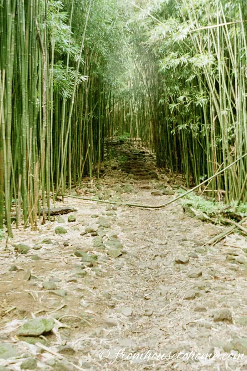 Bamboo in Maui