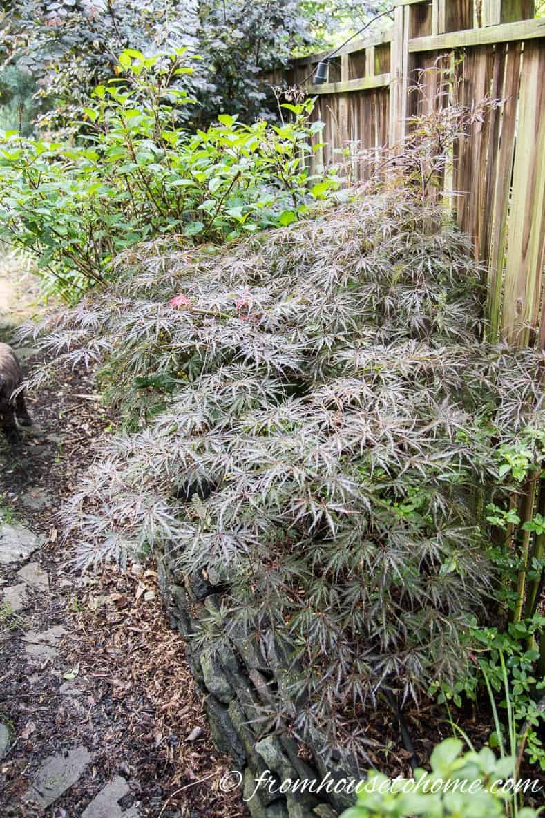 cut leaf Japanese maple growing in the garden
