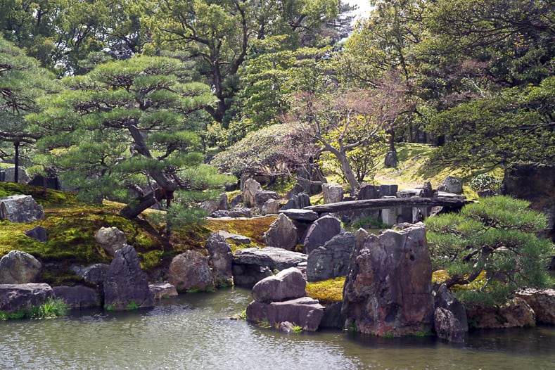 Clipped pine trees in a Japanese garden