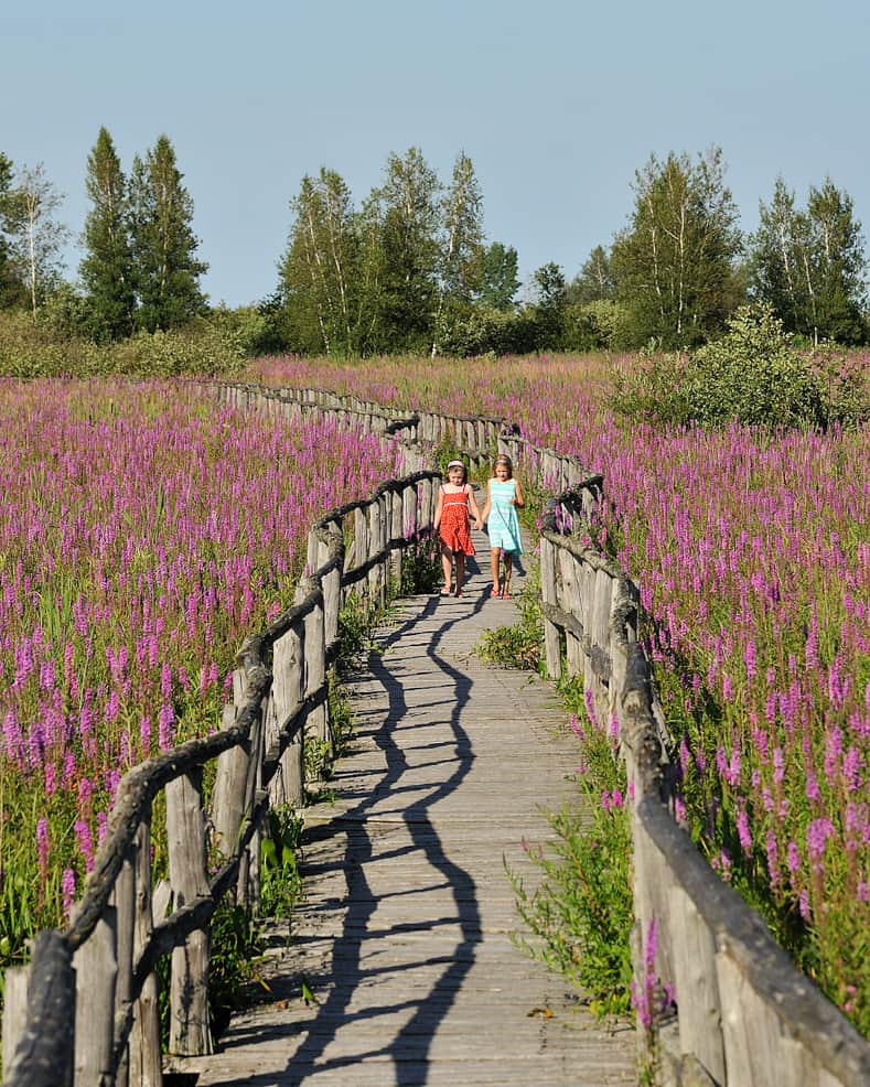 Cooper Marsh Purple Loosestrife